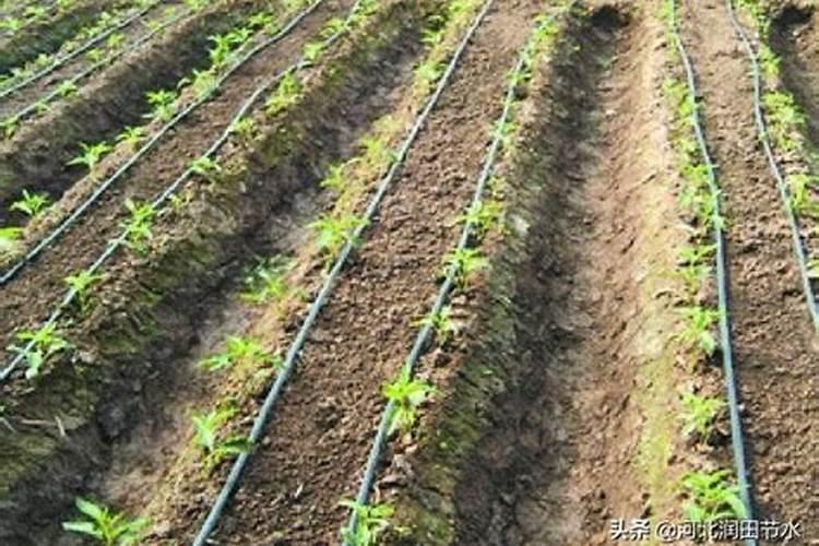 种植玉米,要什么时候打叶面肥合适