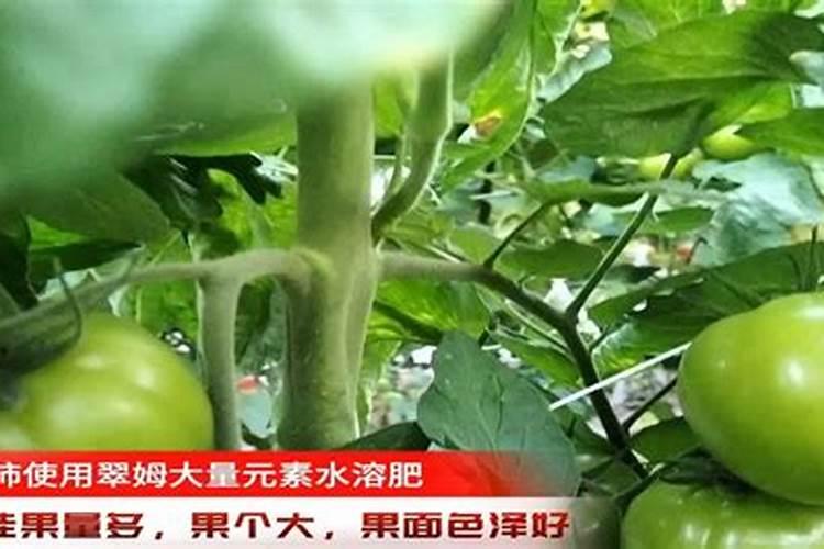 红薯专用配方肥选哪家？