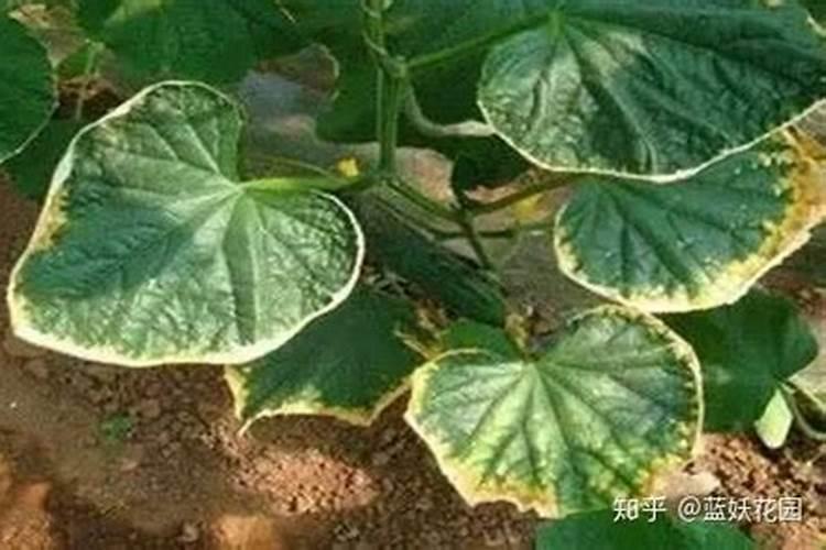 种植南瓜要想高产怎么办南瓜怎么养殖