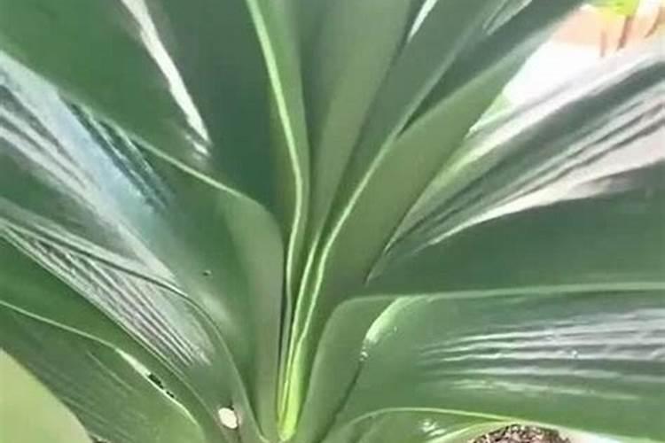 生物农药生物农药三大类型
