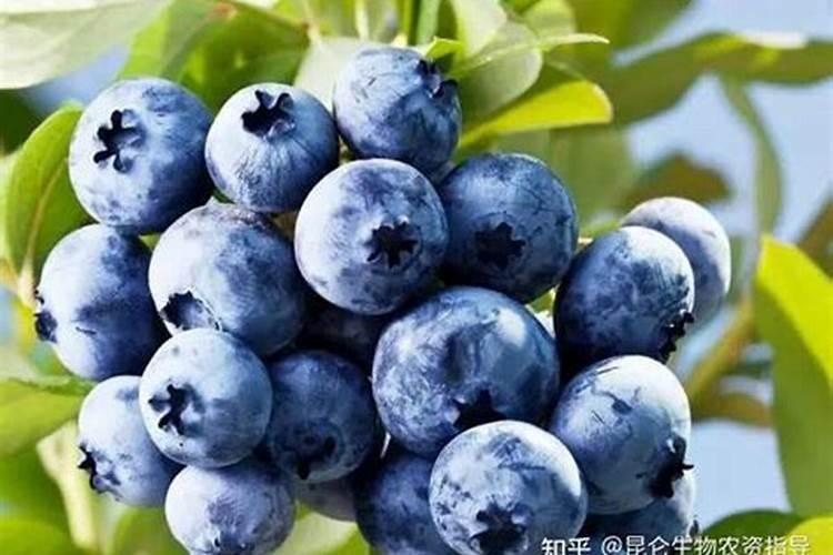 蓝莓用什么肥料最合适怎样给蓝莓施肥