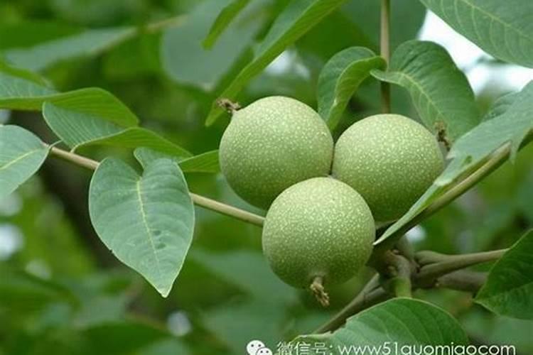 二氨是什么化肥