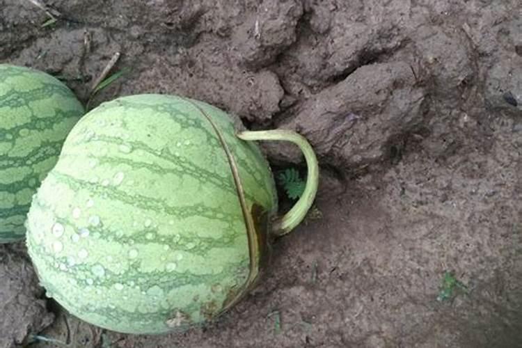农户种植西瓜,一般多久追一次肥呢？追肥时需要注意些什么？
