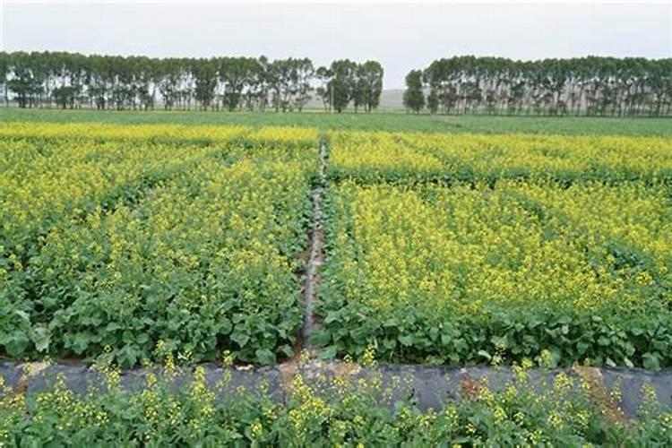 秋冬季该怎么种植小油菜 施肥方法总结