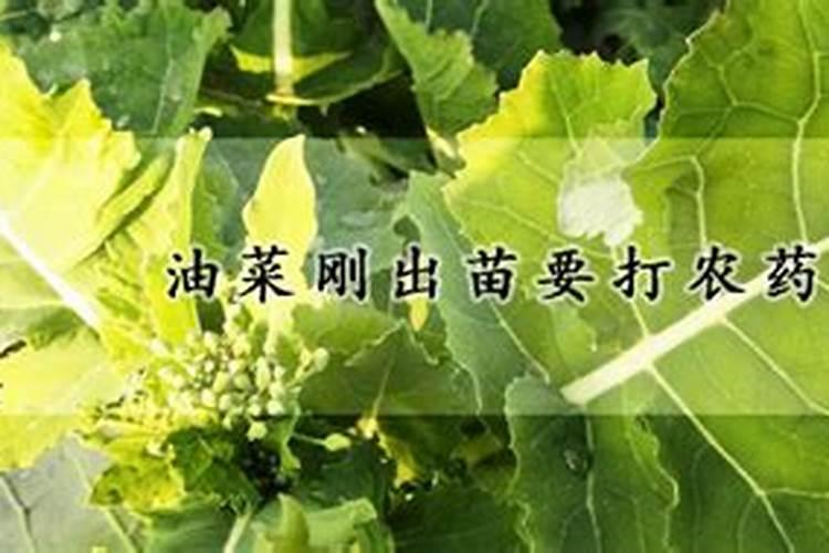 油菜什么时候施硼肥