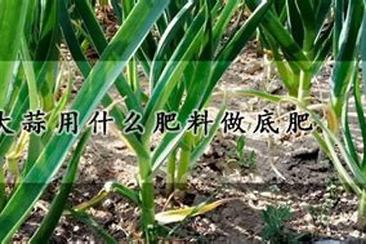 大蒜用啥肥料追肥最好
