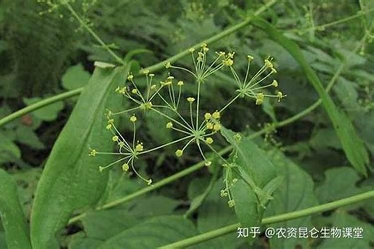 柴胡最怕什么肥料？