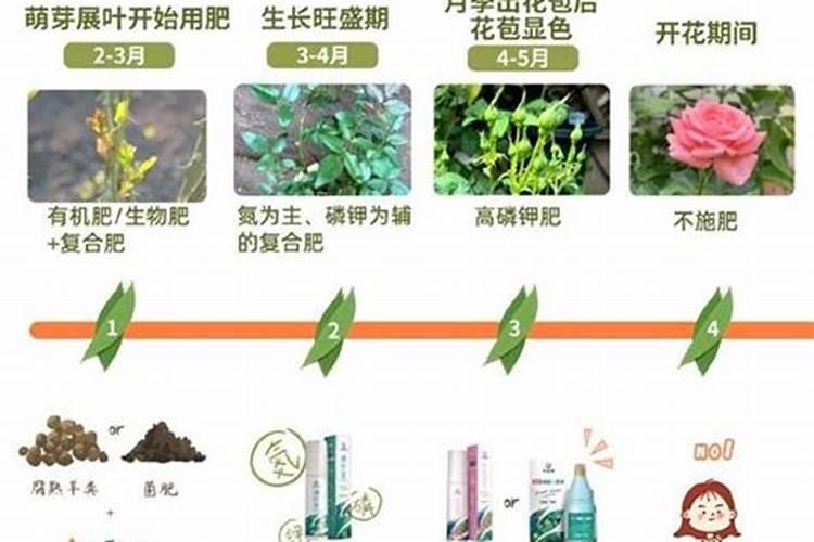 吴茱萸种植前景怎么样,怎么培育扦插苗
