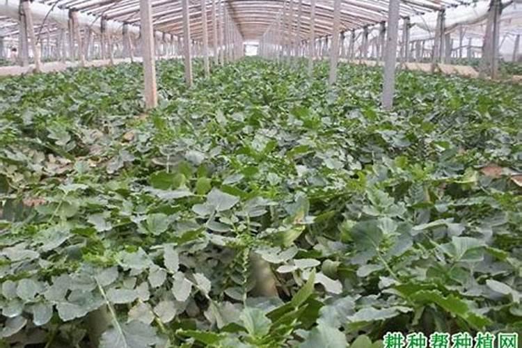 怎样防止萝卜黑心