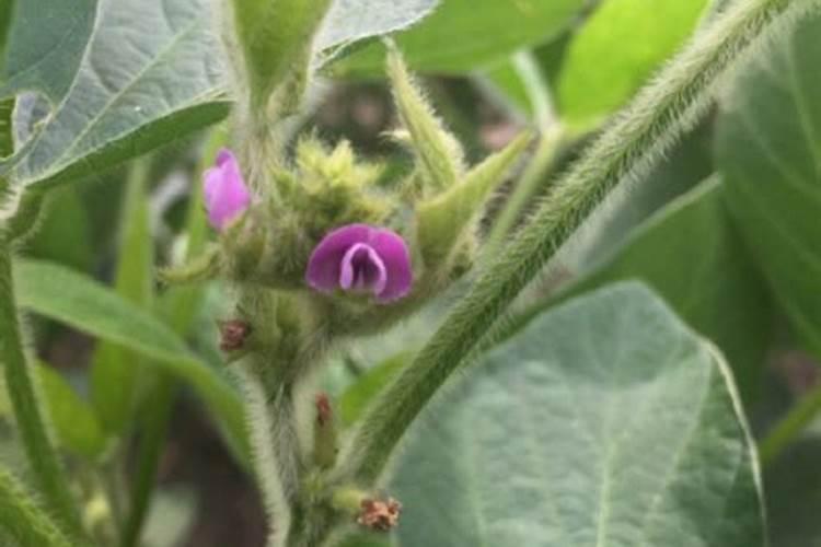 磷钾肥怎么浇花正确使用方法