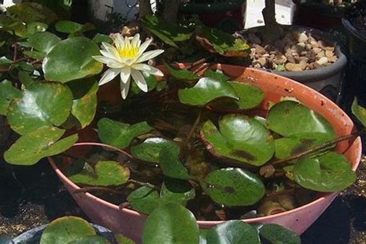 睡莲花苞水养何时能开花？