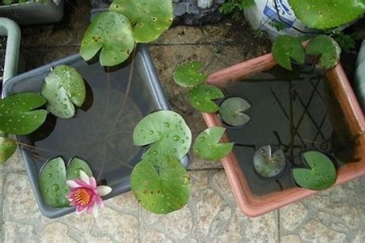 如何去给这个睡莲催花呢