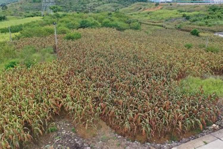 平菇高粱原种里面加多少磷酸二氢钾合适？