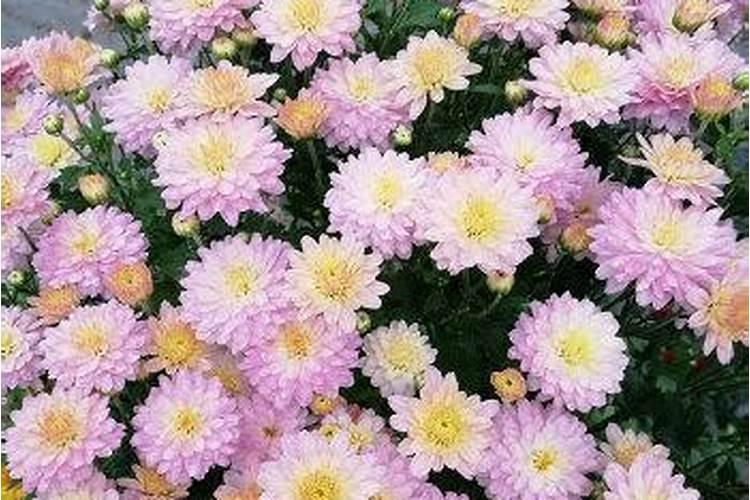 菊花盆栽怎么养
