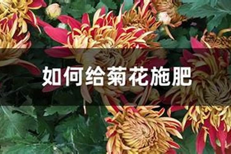 菊花施肥方法