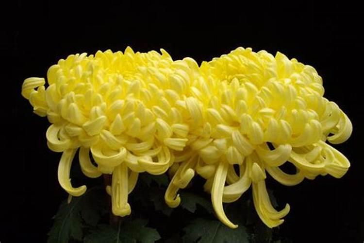 菊花适合在什么地方种植？开花期可以持续多久？
