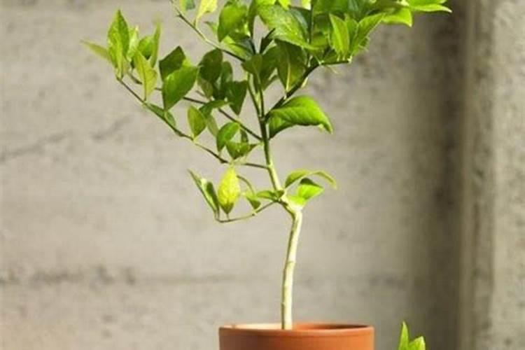 花用的氮肥有哪些