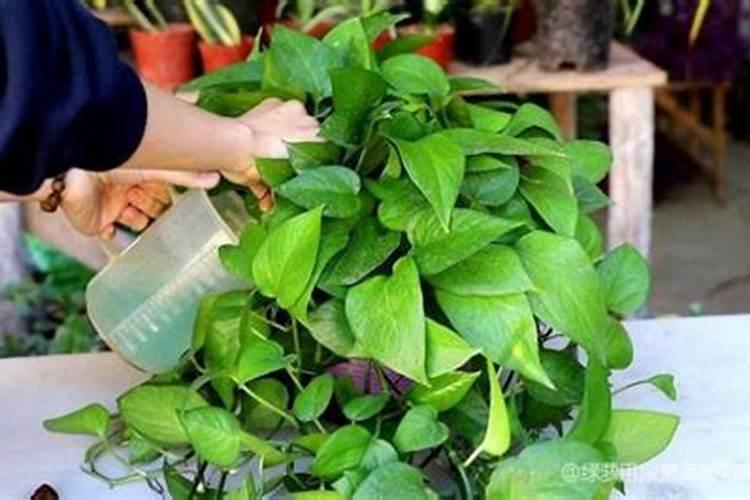 绿萝的夏季养殖方法和注意事项