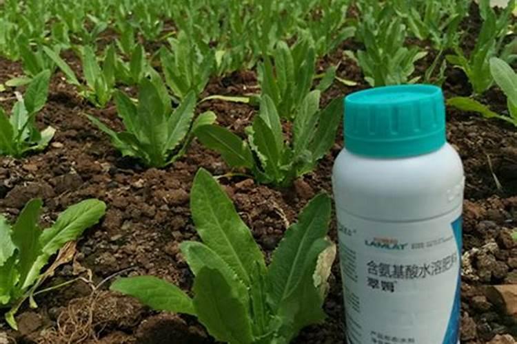 猫砂膨润土可以种菜吗？