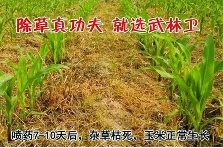 三个十五的高氯的种大蒜行吗