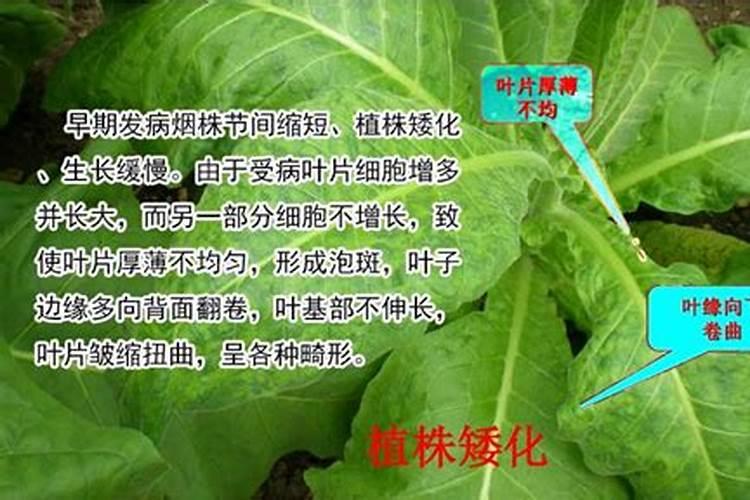 枇杷树什么时候施全钾肥最好？