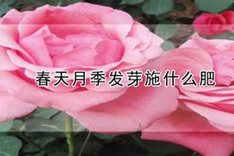 无尽夏绣球花施什么肥