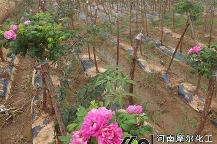 春季养花怎么施肥