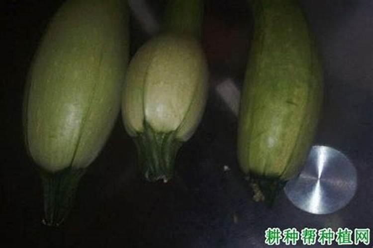西葫芦钾肥过高有什么特征？