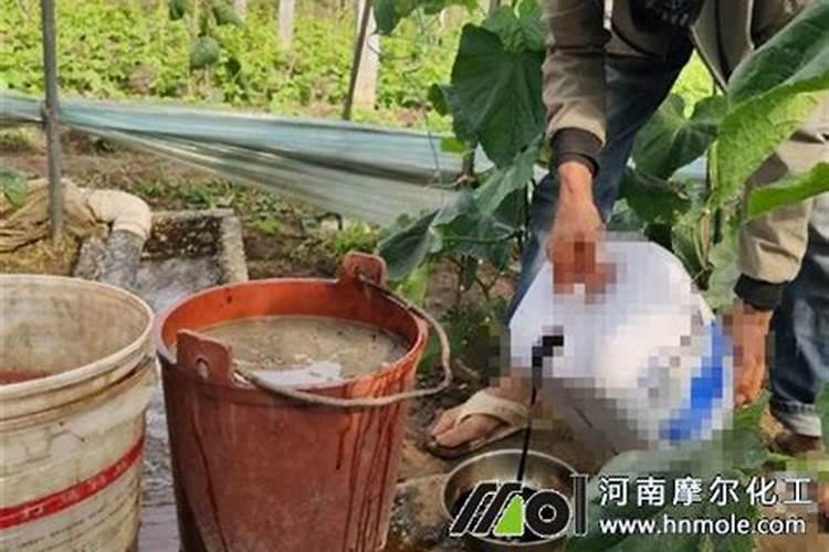 炒熟的黄豆可以做肥料吗,具体怎么操作能做肥料