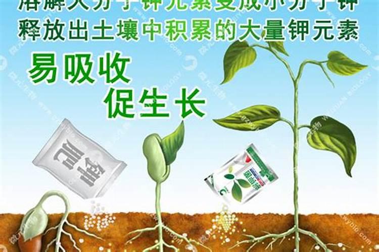 易普来水溶肥怎么样