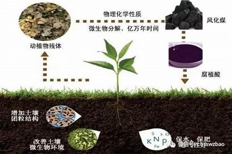 钾肥最适用哪些作物