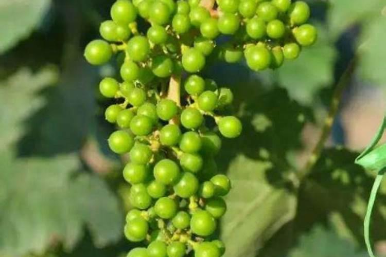 春季葡萄种植怎么管理
