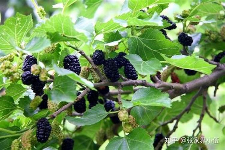 如何种植桑树