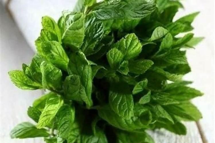 黑豆苗后除草剂有哪些？