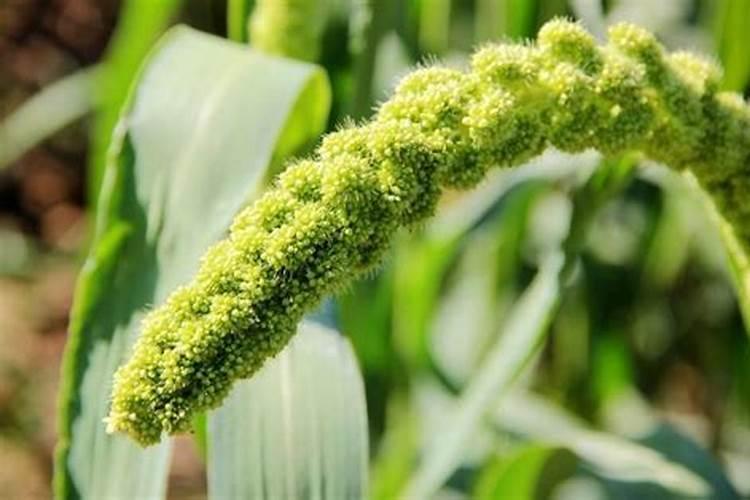 什么肥料对兰花发芽生根开花最好