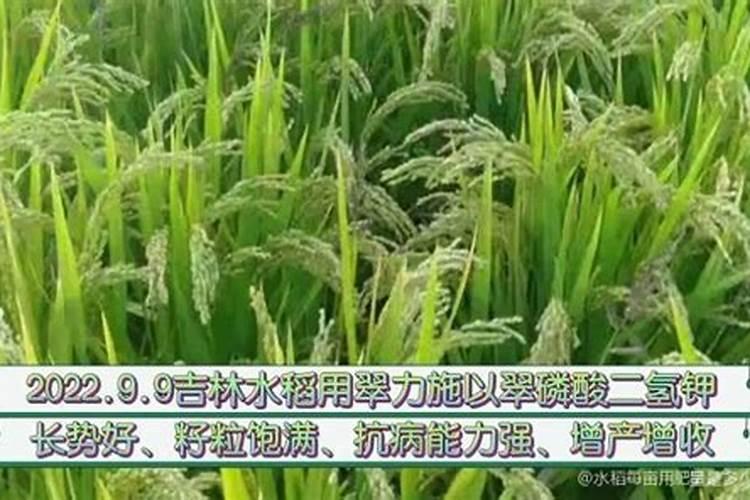 莴笋栽培技术