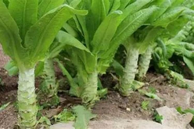 九月莴笋怎样种植？