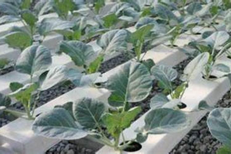 复合肥适合哪些蔬菜蔬菜施什么肥好