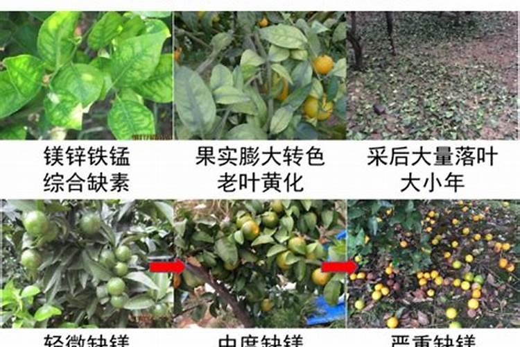 青岛有几家在生产海藻肥的工厂？