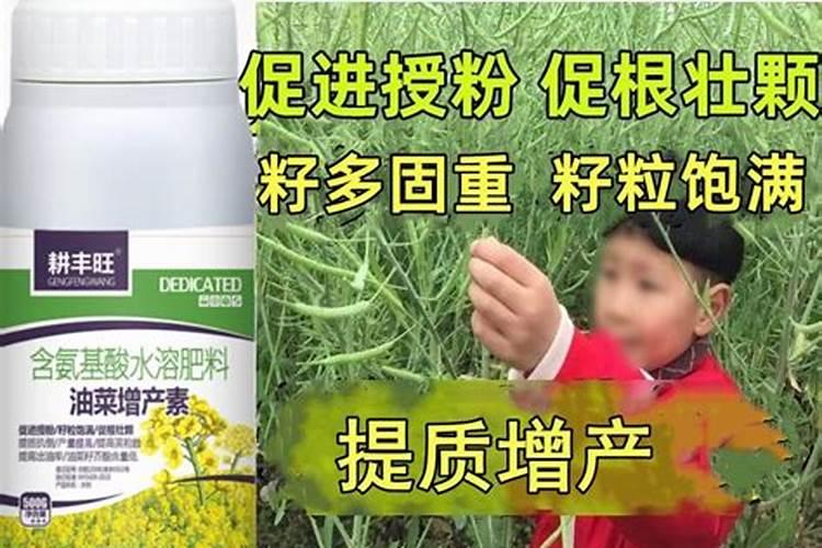 枯树叶可以做肥料吗
