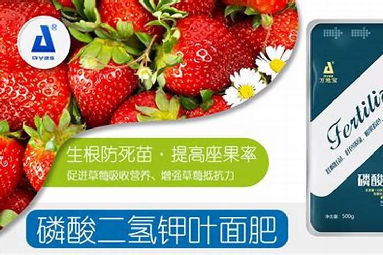 急急急急 请问 草莓花期可以喷施叶面肥吗？