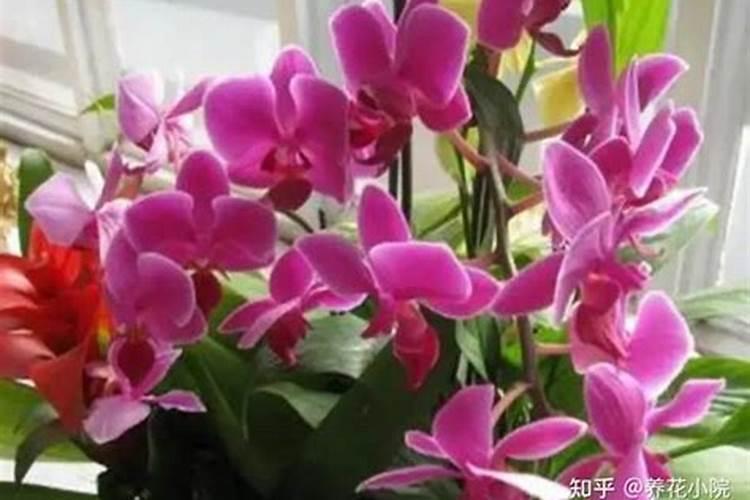 蝴蝶兰施什么肥最好