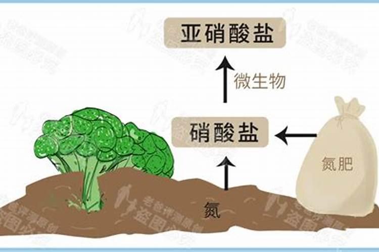 硝酸钾是氮肥？