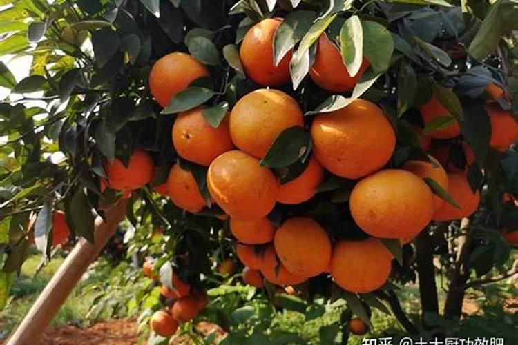 沃柑冬肥用什么肥料好