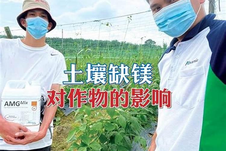 柑橘缺镁症,该怎么补救？