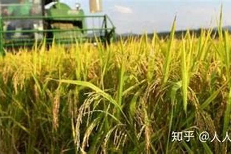 杨梅施钾肥什么时候最好？
