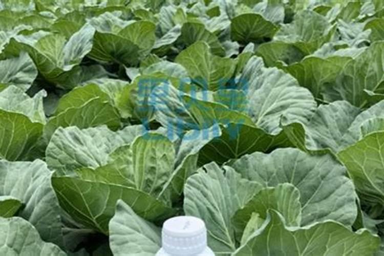草莓盛果期能用芸苔素和磷酸二氢钾混用吗？