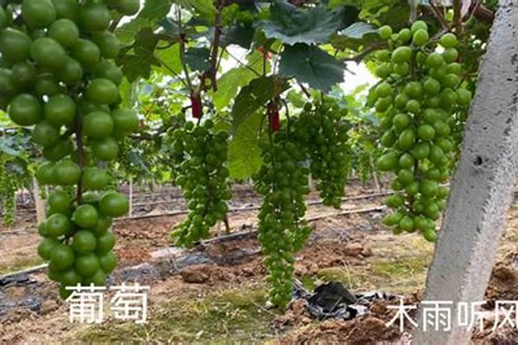 葡萄施肥过早了生长缓慢怎么办？