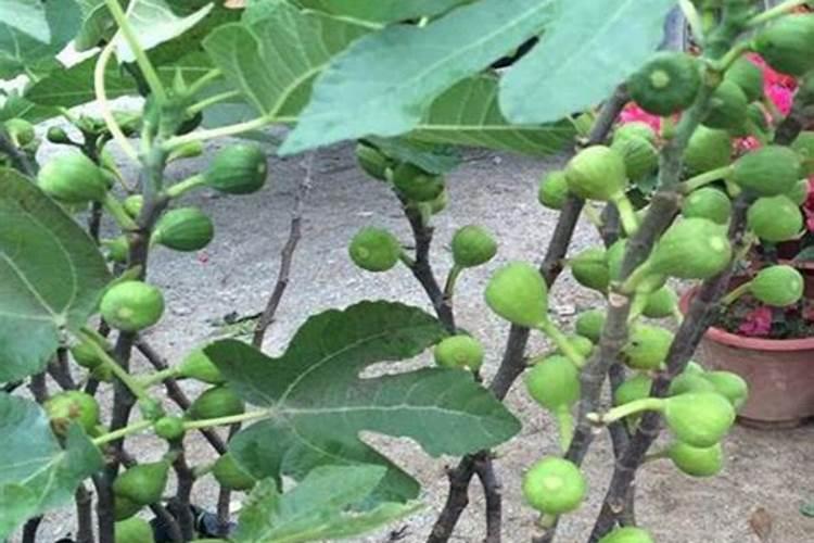 无花果施什么肥无花果怎么施肥