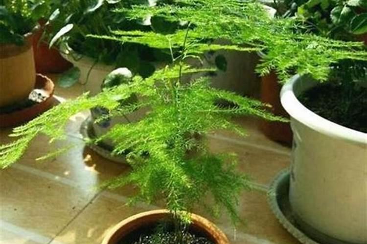 文竹最好施什么肥